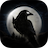 Night Crows